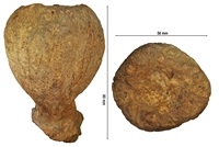 Jerea clavata